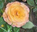 rosa-taronja.JPG