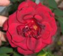 rosa-vermella.JPG