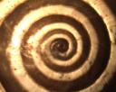 cargol-espiral.jpg