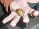 cargols-023.jpg