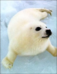 Foca