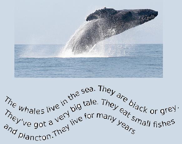 whales