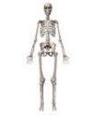 aparell locomotor