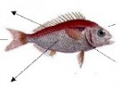 pirarucu