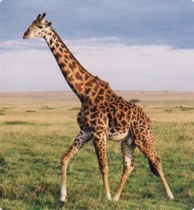 girafa