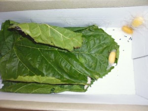 P1050719