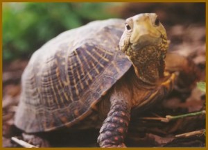 terrapene-ornata-luteola-tortuga2