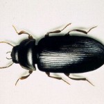 escarabajo
