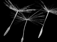 dispersio-llavors