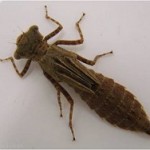 libelula