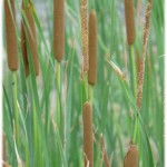 boga