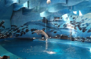 El dofí fent una acrobàcia.