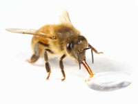 bee.jpg