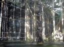 bosc inundat