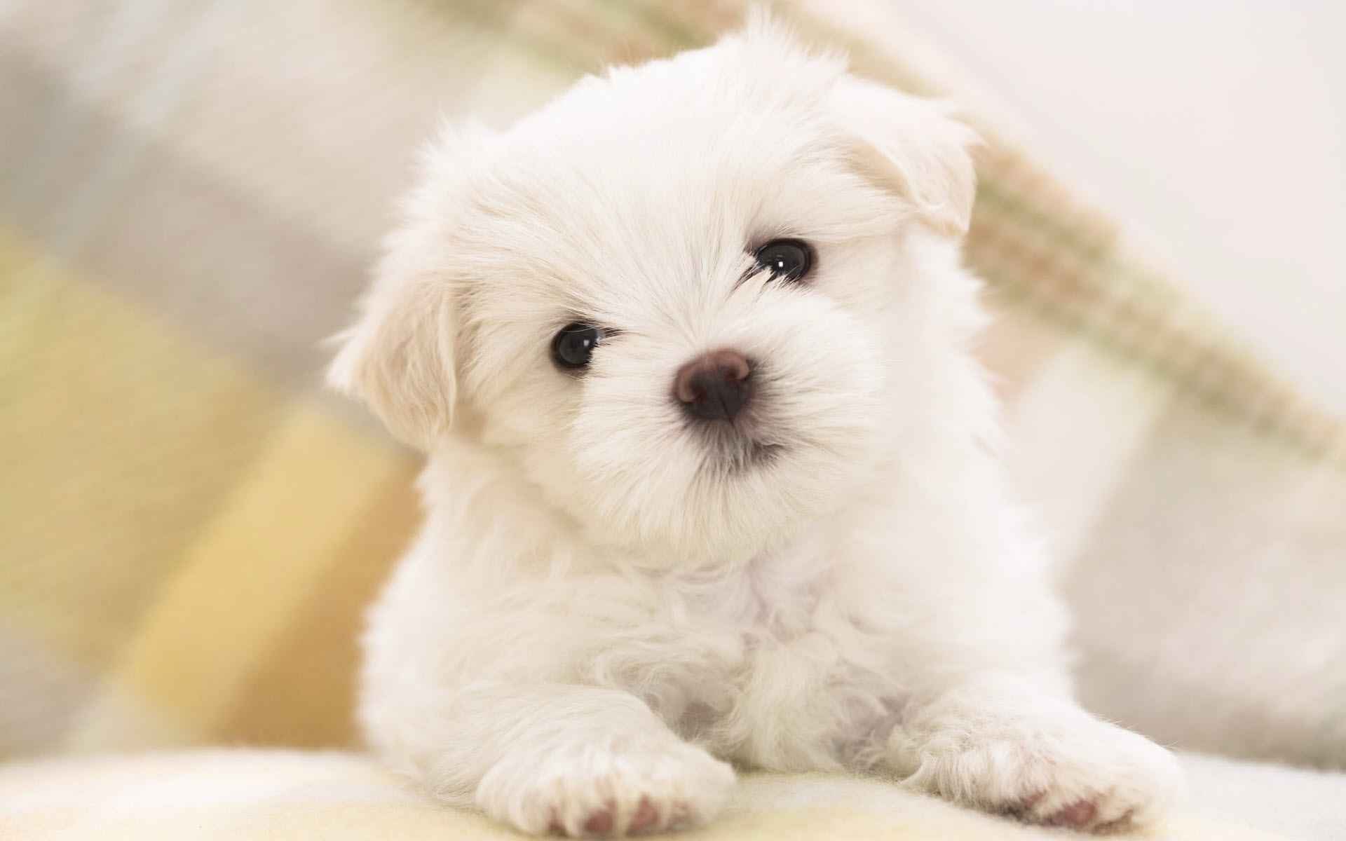 bichon-maltes-baja