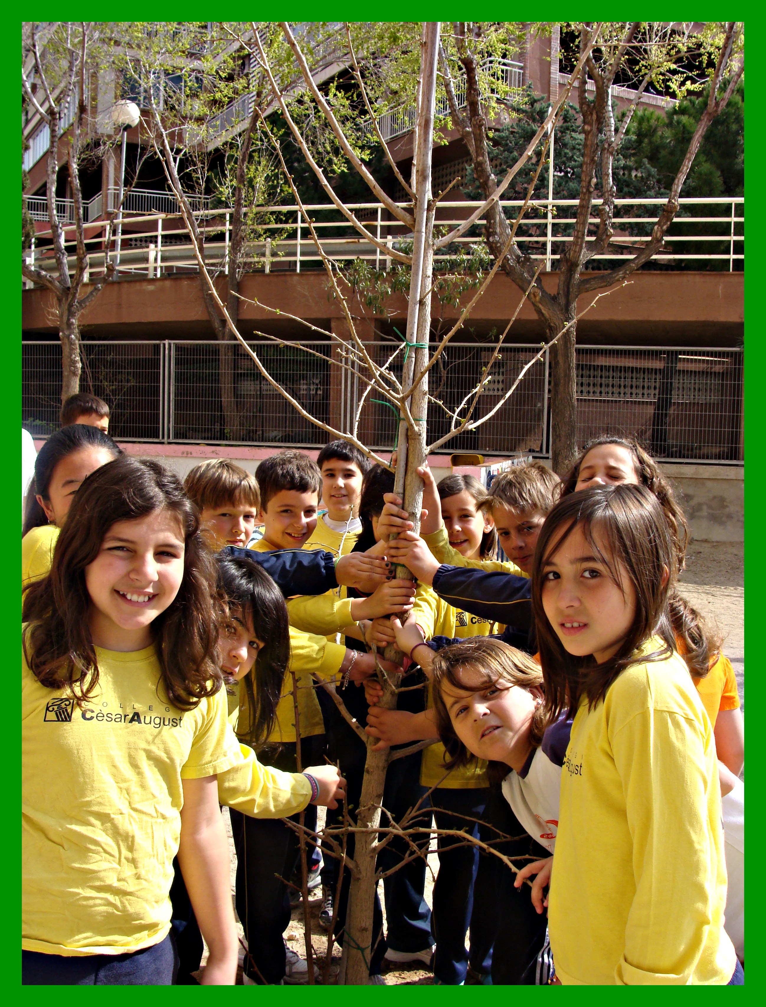 arbre