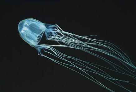 229800507-in-this-undated-photo-released-by-marinethemes-com-box-jellyfish