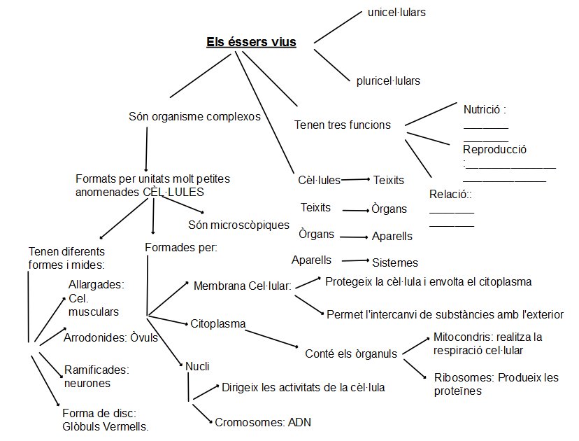 esquema-essers-vius