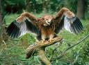 aguila.jpg