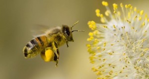 abejas-660x350