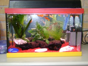 peixera-1r-a-1-reduida-a-25