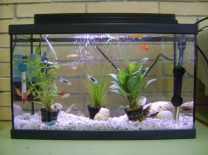 peixera-1r-b-1-reduida-a-25
