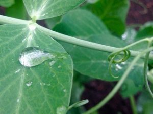 whatsapp-image-20160509-15