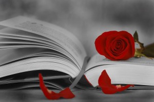 Rosa i llibre