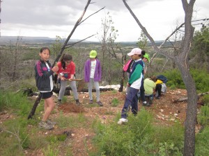 Repoblem el bosc amb pins i alzines