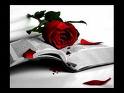 llibre-rosa1