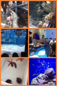 collage 1