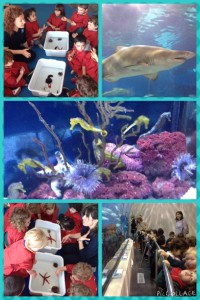 collage 2
