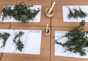 herbes aromatiques