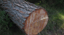fons2.gif