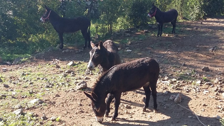 20160930_103247-small