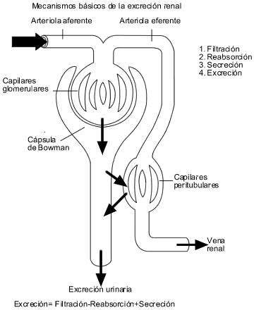 filtraciosang.gif