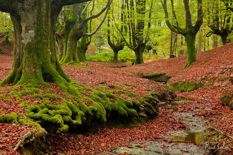 El projecte del bosc CICLE INICIAL