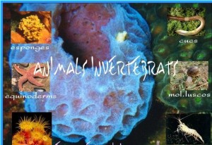 Animals invertebrats