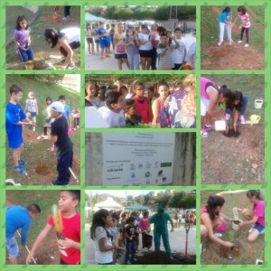 plantem arbres1