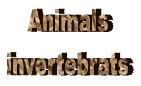 animals-invert
