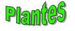 plantes