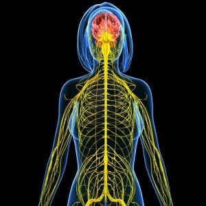 15181778-illustration-3d-art-du-systeme-nerveux-de-vue-de-l-39-arriere-feminin