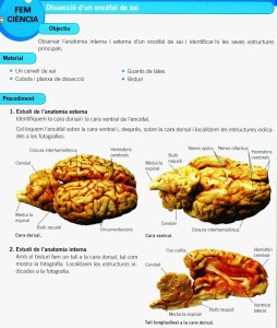 disseccio_cervell_c_Cruila_reduit2