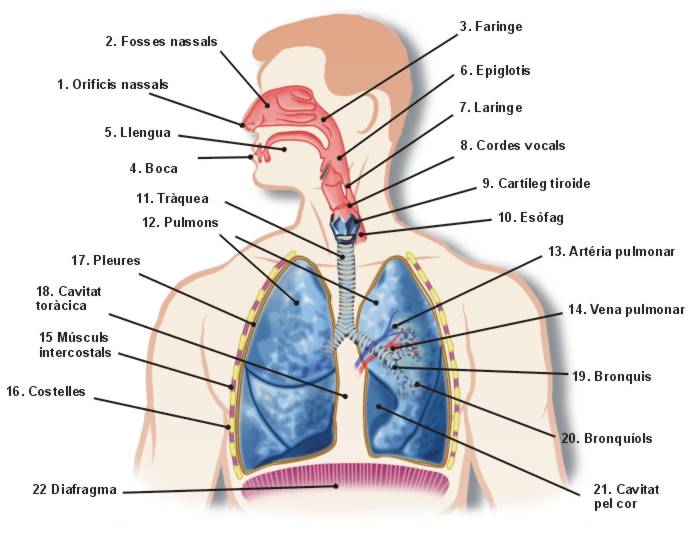 aparatorespiratorio6titulos
