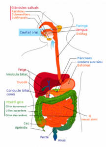 340px-digestive_system_diagram_ca