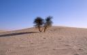 sahara3.jpg