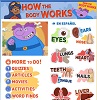 The human body