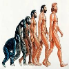1-evolució humana