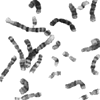 cromosomes