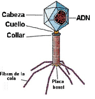 bacteriofago1